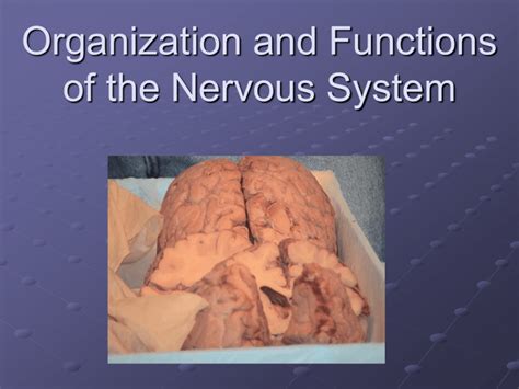 Neuroanatomy