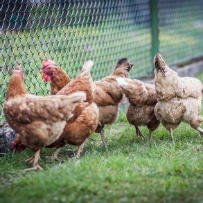 Oeufs Mous Causes Et Solutions Poulorama Tout Sur Les Poules