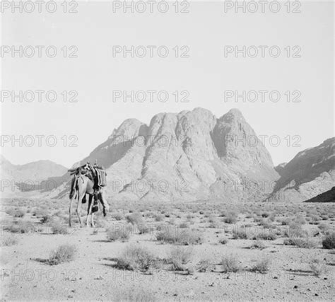 Camel Without A Rider In The Foreground With A Distant View Of Ras