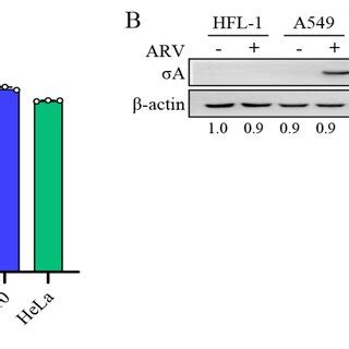 ARV infection and σA transfection increased of c myc HIF 1α and glut1