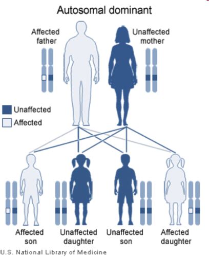 Alteration In Genetics Flashcards Quizlet