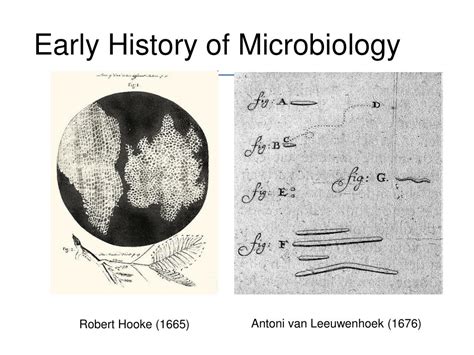 Ppt History Of Microbiology Powerpoint Presentation Free Download Id 2363715