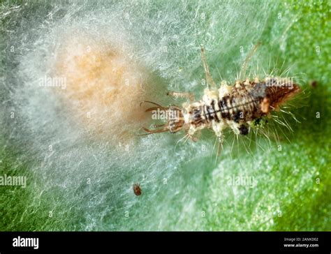 Eggs Aphid Hi Res Stock Photography And Images Alamy