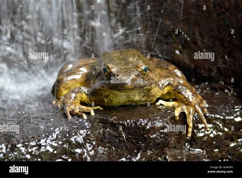 Goliath Frog Stockfotos And Goliath Frog Bilder Alamy