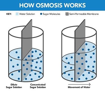 Osmosis Required Practical Transport In Cells Biology Year Gcse