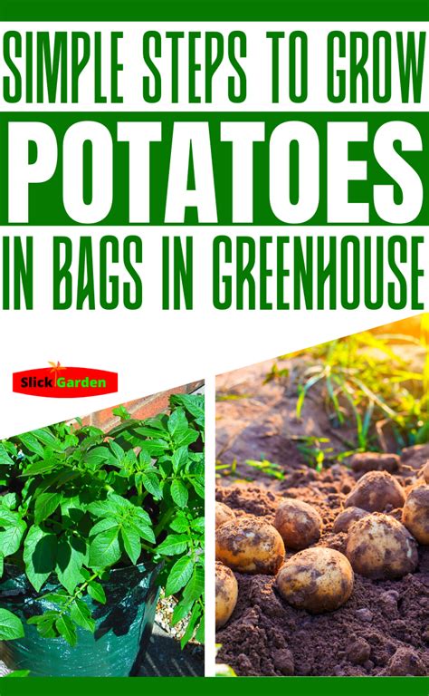 Simple Steps To Grow Potatoes In Bags In Greenhouse Slick Garden