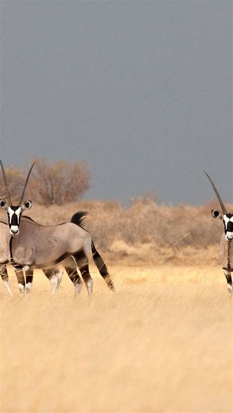 Bing Hd Wallpaper Jun Southern Gemsbok In The Savannah