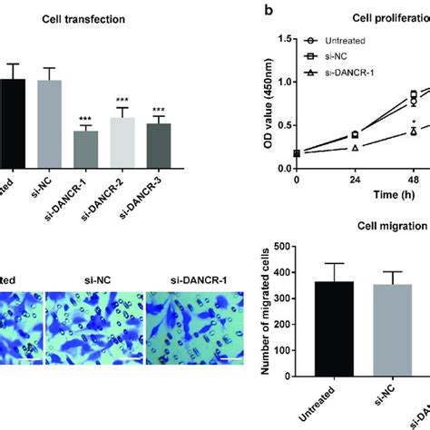 Regulation Of Dancr On Proliferation And Migration Of Vsmc Cells A