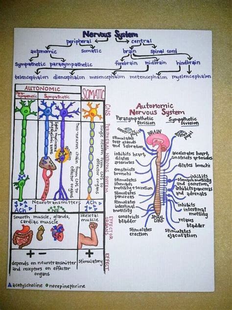 Nervous System Medizzy