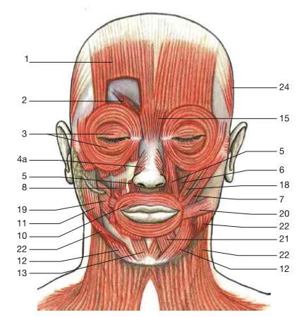 Biol Anatomy Muscular System Axial Flashcards Quizlet