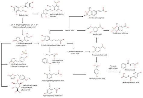 Proposed Metabolic Pathway Of Date Seed Polyphenols In Human Download Scientific Diagram