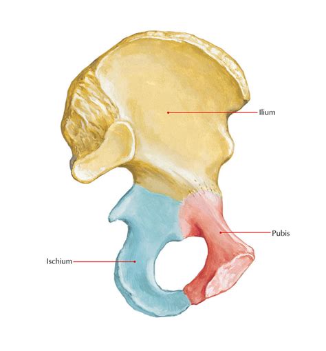 Anatomie Os Ischii Diagram Quizlet