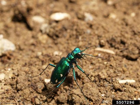 Six Spotted Tiger Beetle Cicindela Sexguttata Fabricius