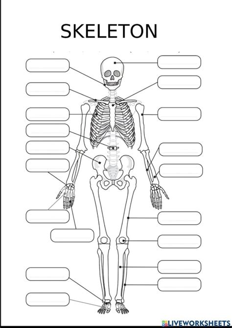 Printable Skeleton Worksheets Printable Worksheets