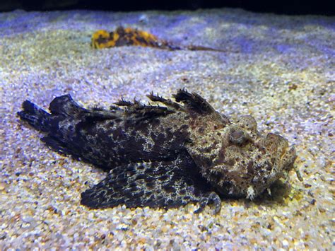 オニオコゼ いきもの紹介｜四国水族館