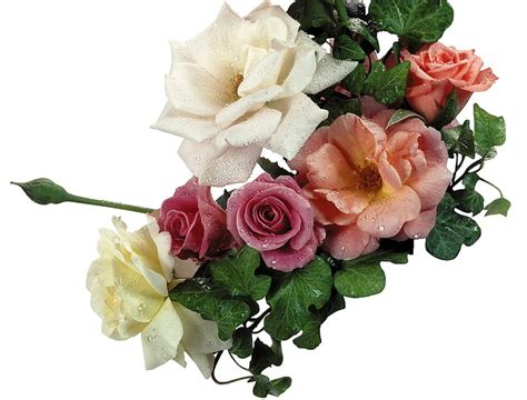 Rose Arrangement Dengan Dew Drops Bunga Mawar Tetesan Embun