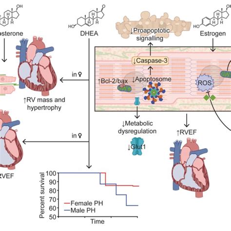 Effects Of Sex Hormones In Arrhythmogenic Right Ventricular Download Scientific Diagram