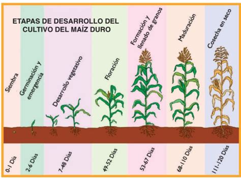 Guía De Manejo Integrado Del Cultivo De Maíz Infoagronomo