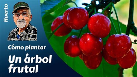 C Mo Plantar Un Rbol Frutal En Nuestro Huerto O Jard N Youtube