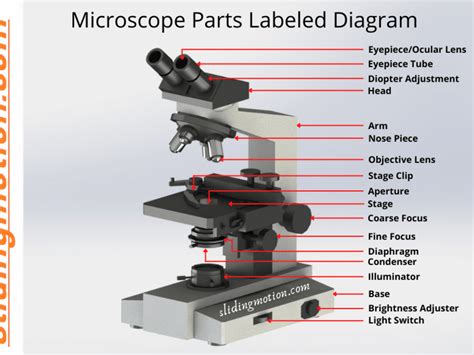 Microscope Parts And Functions Ppt