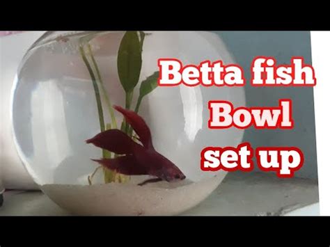 How To Set Up Betta Fish Bowl Youtube