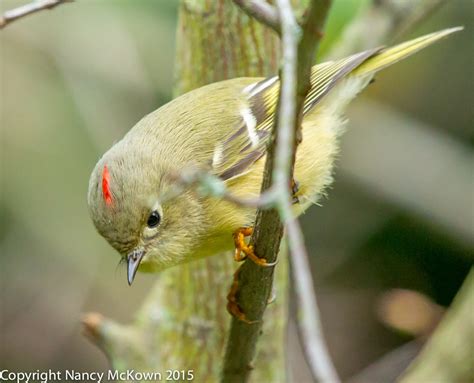 Photographing The Ruby Crowned Kinglet Up Close Welcome To