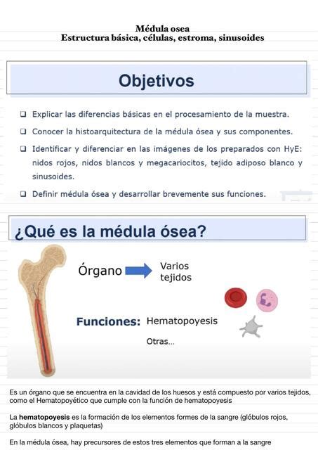 Médula Ósea Tejido Hematopoyético Carolina uDocz