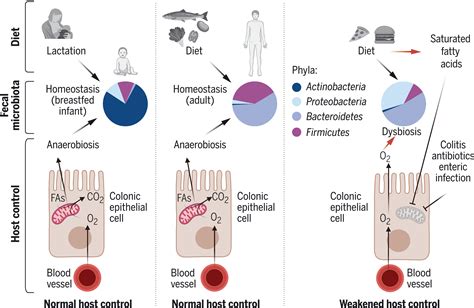 The Microbiome And Gut Homeostasis Science