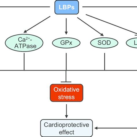 Possible Mechanisms For The Cardioprotective Effects Of Lbps Notes