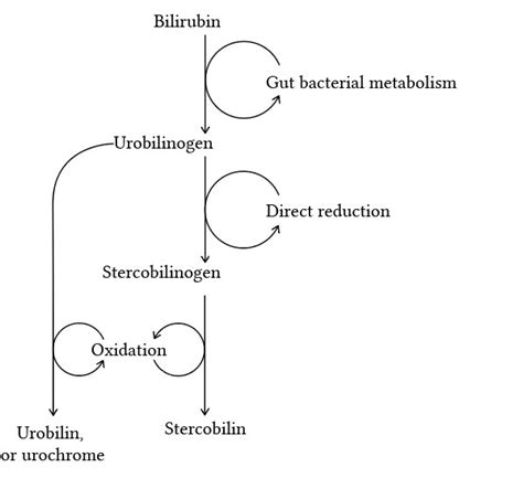 Bilirubin Deranged Physiology