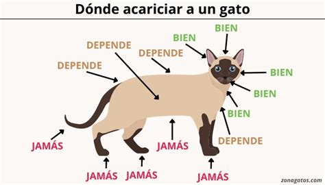 Cómo y dónde acariciar a un gato descubre los mejores lugares