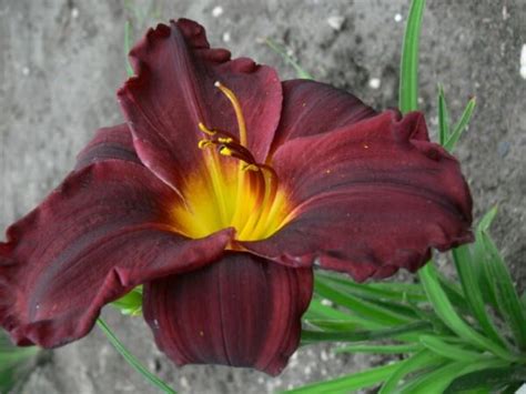 Daylily Jungle Beauty 21 Vermont Flower Farm