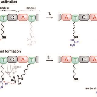 Reaction pathway of a dimerisation reaction in solution (dashed line ...