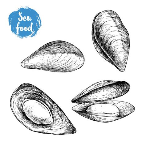 Mussel Illustrations Royalty Free Vector Graphics And Clip Art Istock