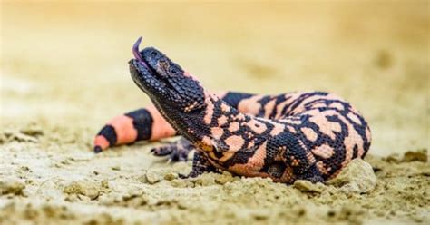 Gila Monster Animal Facts Heloderma Suspectum Az Animals