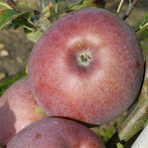 Howgate Wonder Apple Tree Malus Domestica