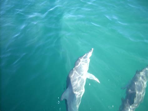 Jervis Bay Marine Park Attraction Jervis Bay Shoalhaven Area