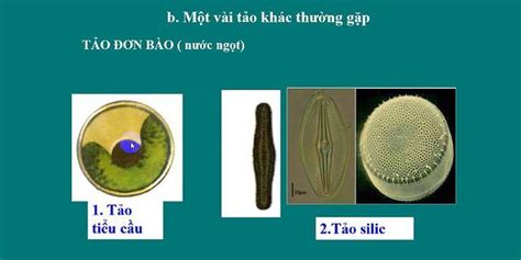 Nêu đặc điểm cấu tạo của tảo xoắn và rong mơ giữa chúng có đặc điểm gì