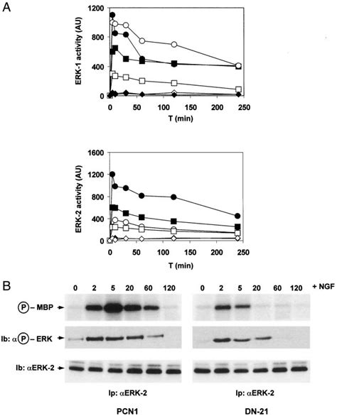 Erks Activity In Pcn And Dn Cells Treated By Ngf And Fgf A