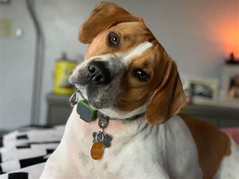 Beagle Pitbull Mix Facts