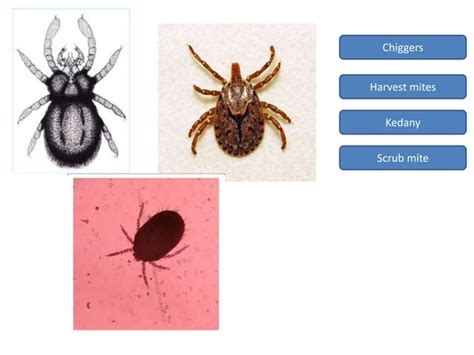 Ticks And Mites Ppt