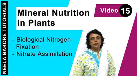 Mineral Nutrition In Plants Neet Biological Nitrogen Fixation Nitrate Assimilation Dr