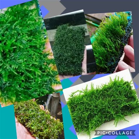 Jual Tanaman Hias Air Moss Lempeng Media Akar Pakis Ukuran 5x10 Cm