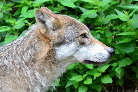 Wolf Raubtier Nahaufnahme Kostenloses Foto Auf Pixabay Pixabay