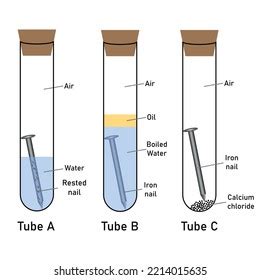 Rusting Iron Nail Experiment Diagram Investigating Stock Vector ...