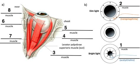 Eye Muscles And Structures With Functions Diagram Quizlet