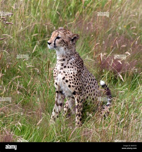 Cheetah Sitting Alert In Grass Chester Zoo Chester Cheshire England