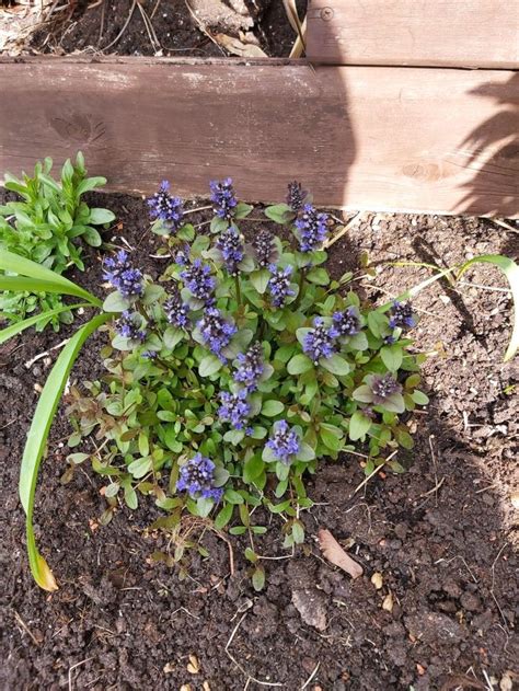 Ajuga 15 april 20 | Garden, Plants, April 20