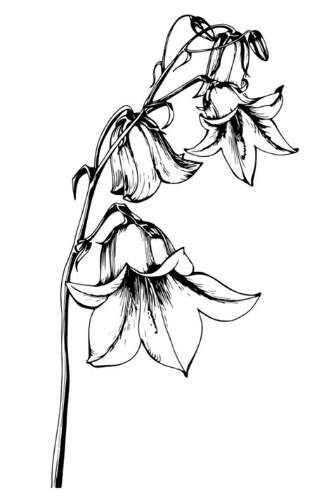 Bluebell Drawing Easy Flower Drawings Blue Drawings Outline Drawings