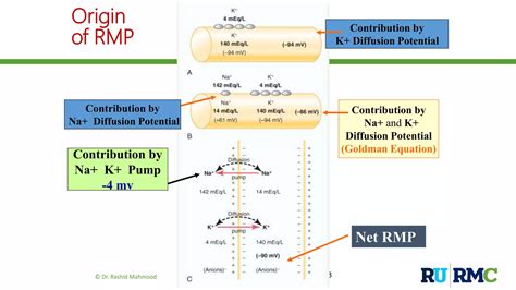 Membrane Potentials Resting Membrane Potential RMP PPT